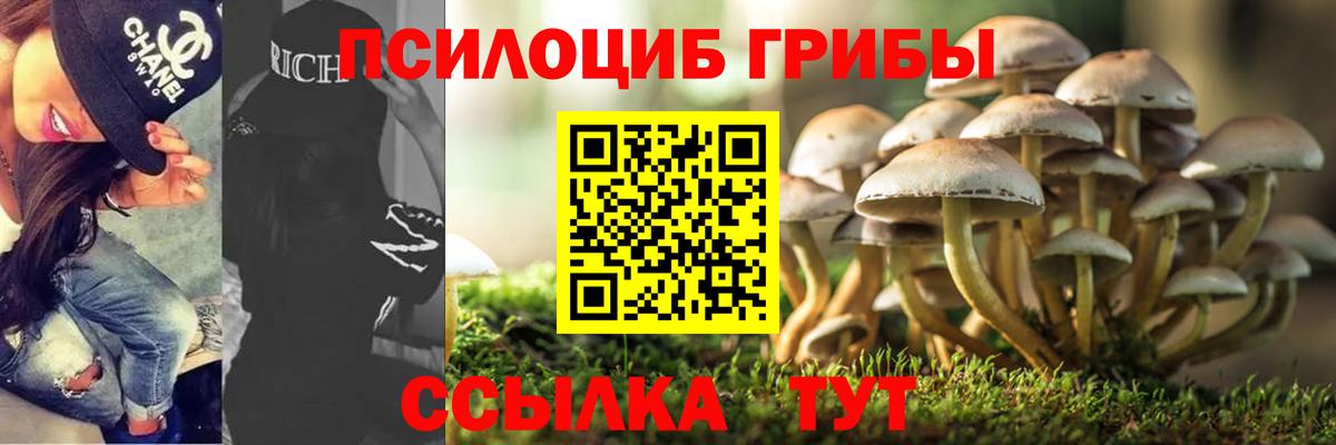 Псилоцибиновые грибы Psilocybe Черняховск